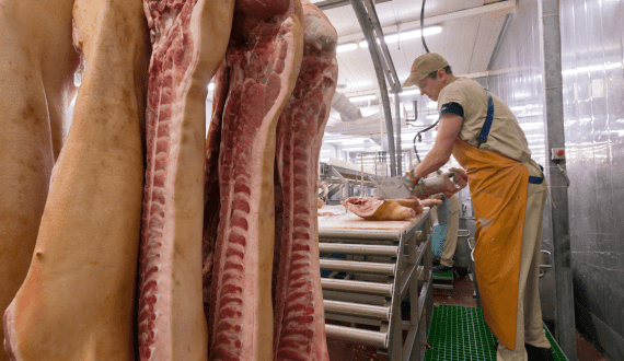 Thumbnail for China reopens market to remaining UK pork exporters affected by Covid restrictions
