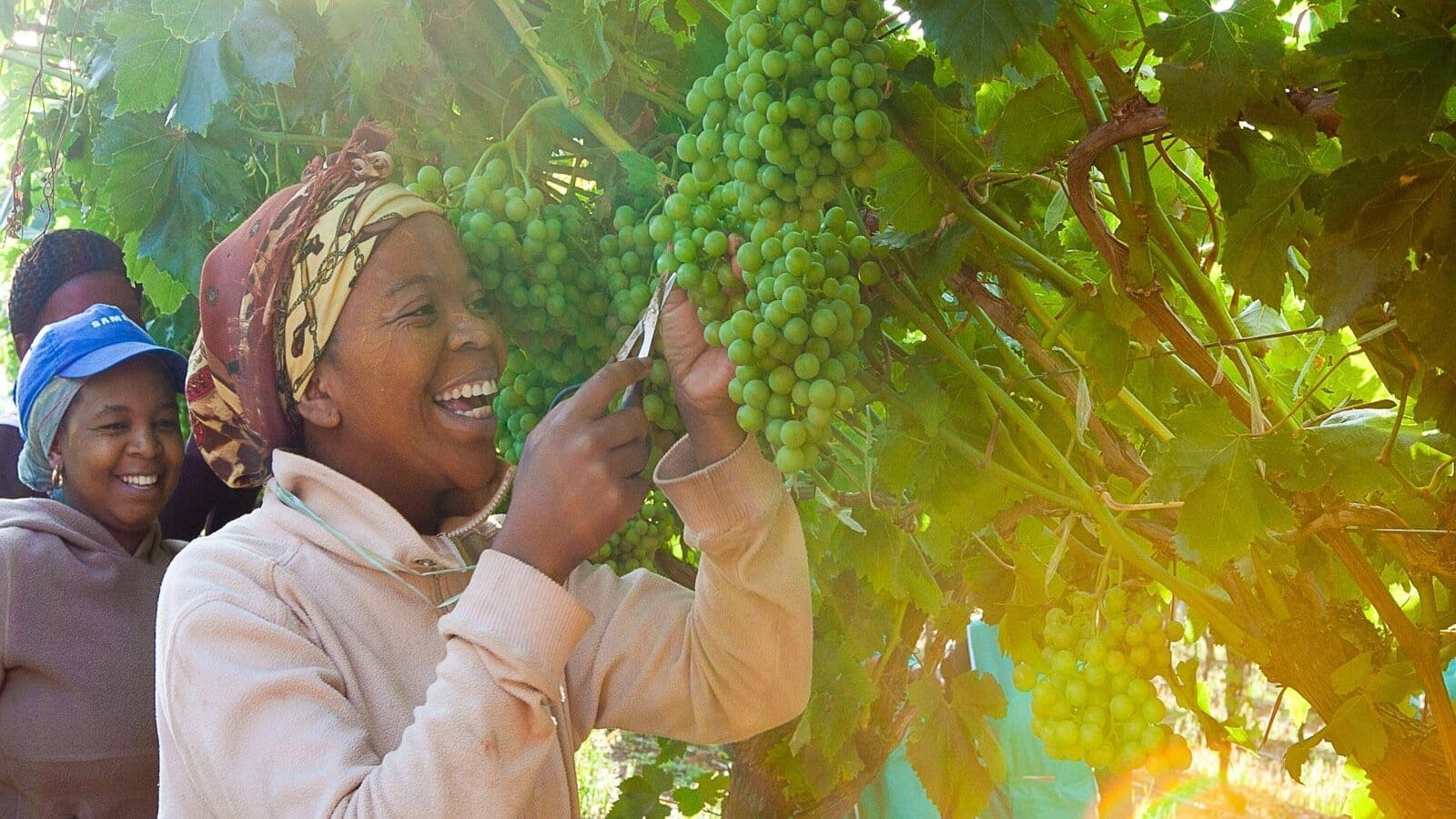 Thumbnail for South African deciduous fruit industry launches Centre of Excellence to combat invasive pests
