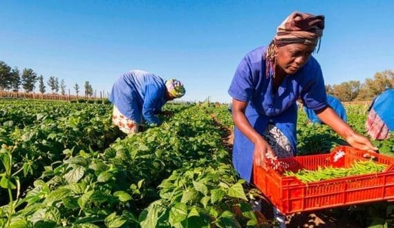 Thumbnail for Bayer, Pula foundation partner to insure 10M smallholder farmers by 2030
