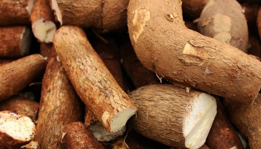 Thumbnail for Study examines cassava farmers’ soil practices in Nigeria amid challenges