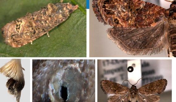 Thumbnail for Kenya grapples with False Codling Moth threat to flower industry