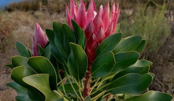 Thumbnail for South African Fynbos set to take center stage at IPM Essen 2025