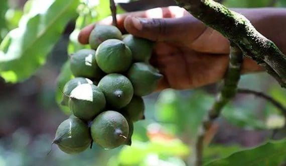 Thumbnail for Nigeria allocates US$85.6M to agriculture in 2025 budget