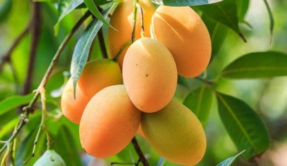 Thumbnail for UAE emerges as leading importer of Pakistani mangoes