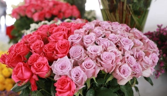 Thumbnail for FEATURED FRIDAY: Sustainable Supply Chain Initiative Benchmarking: Floriculture’s Green Future