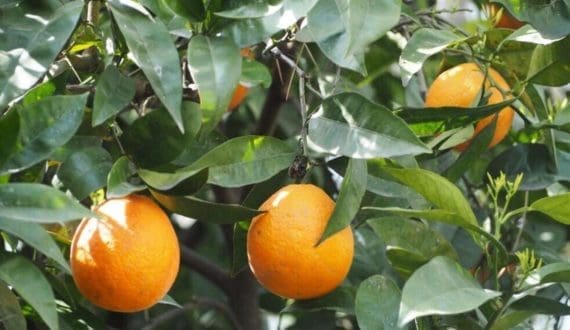 Thumbnail for Spain’s ASAJA Murcia highlights growing threat from Egyptian agri imports
