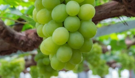 Thumbnail for South African table grapes gains global traction