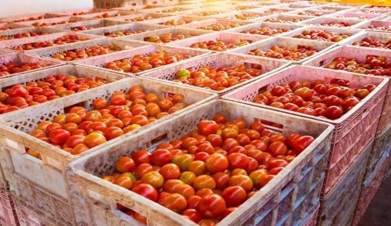 Thumbnail for APEC invests USD 2.4M in Burkina Faso tomato processing plant