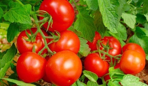 Thumbnail for Global tomato market faces challenges amid reduced Moroccan, European supply