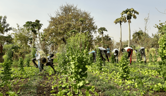 Thumbnail for Cemac agricultural export prices decline in Q3 2024