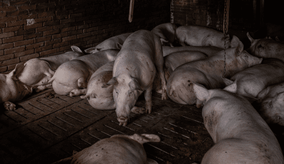 Thumbnail for Zimbabwe lifts partial ban on South African cloven-hoofed animal imports
