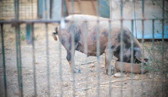Thumbnail for Ivory Coast to strengthen pork imports from Brazil amid local sector challenges