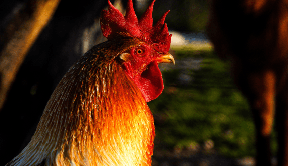Thumbnail for Perdue Farms adopts NestBorn technology for on-farm hatching in the US