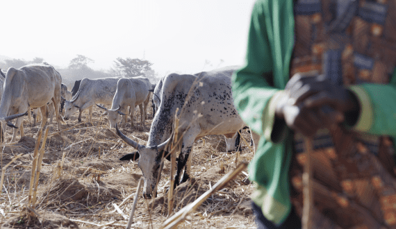 Thumbnail for Nigeria, Brazil strengthen ties to improve livestock genetics, disease control