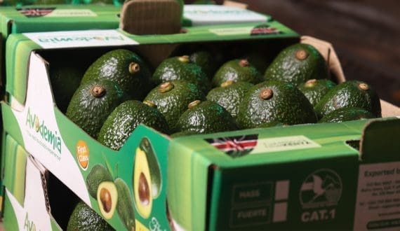 Thumbnail for USDA forecasts another growth year for Kenya’s avocado exports in 2025