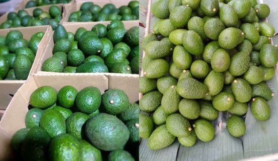 Thumbnail for Uganda’s avocado production set for growth amid new challenges and opportunities