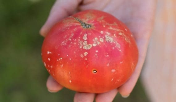 Thumbnail for Indian agric university announces grafting technology to protect tomato crops