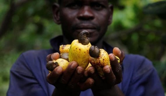 Thumbnail for Cashew smuggling in West Africa undermines processing industry