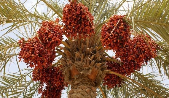 Thumbnail for Madinah’s date production surges by 31% in 2024