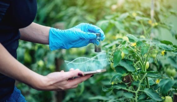 Thumbnail for Morocco explores CRISPR gene editing to strengthen agricultural resilience