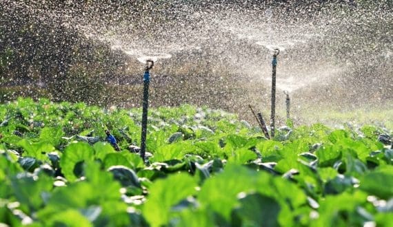 Thumbnail for Somalia secures key agricultural investments at World Agriculture Conference
