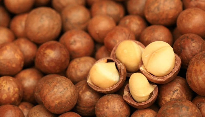 Thumbnail for Mozambique expands macadamia exports to China with new trade agreement 