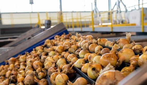 Thumbnail for Senegal completes first-ever US$35M onion dehydration plant to boost agriculture