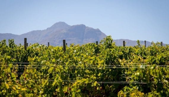 Thumbnail for South African table grape exports rise by 4% despite logistics challenges