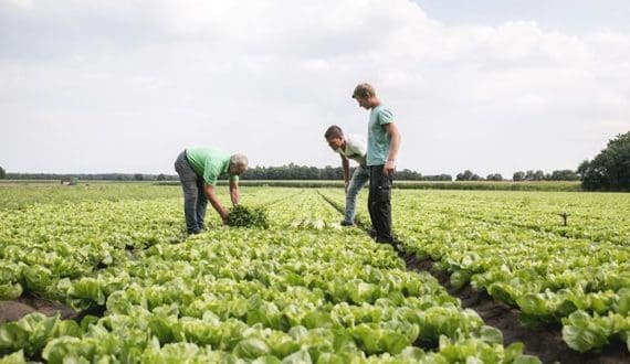 Thumbnail for The Greenery secures EU funding after years away from subsidy scheme