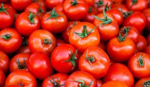 Thumbnail for Morocco stands firm amid Spain’s pushback over tomato exports