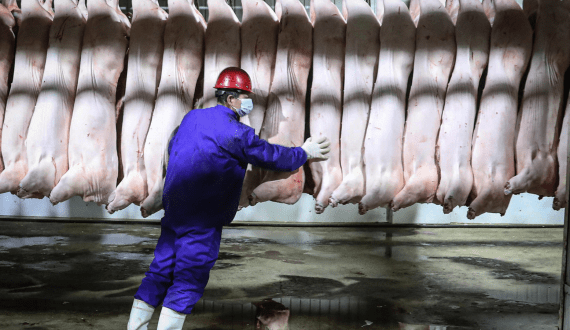 Thumbnail for US pork exports to Oceania reach record highs