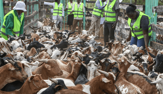 Thumbnail for African livestock, meat farmers turn to modern breeding technologies to boost production, report shows