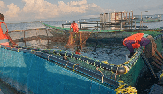 Thumbnail for Kenya’s Rio Fish to partner Koolboks to improve fish storage, conservation