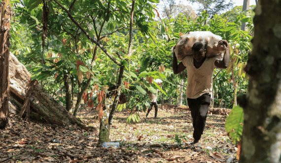 Thumbnail for AgDevCo raises US$85M from BII, Swedfund, and Norfund to support African agribusiness