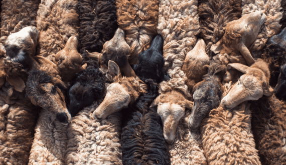 Thumbnail for China imposes widespread ban on livestock imports over disease outbreaks
