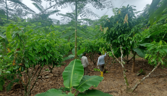 Thumbnail for OFI, GIZ launch climate-smart cocoa project to support farmers 
