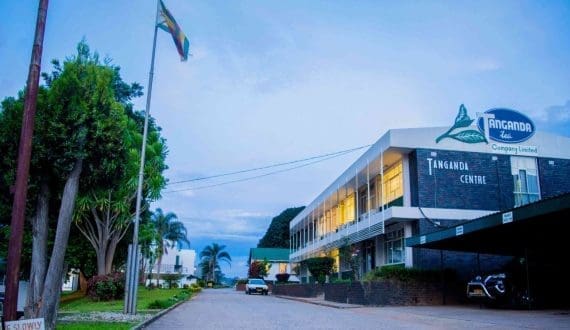 Thumbnail for Tanganda Tea records 12% revenue decline amid late rains, eyes VFEX listing 