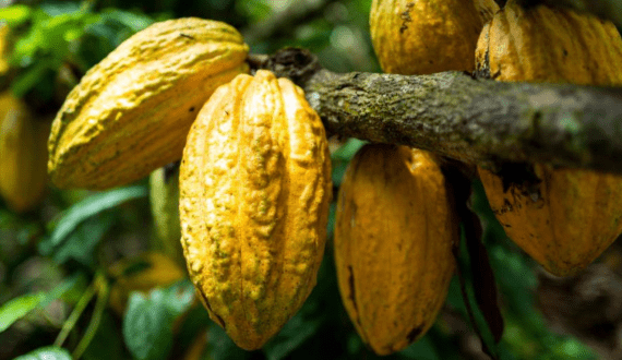 Thumbnail for The World Cocoa Foundation (WCF) to convene its annual Partnership Meeting in Brazil