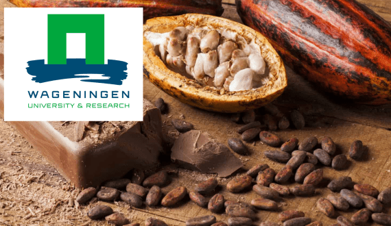 Thumbnail for Changes in temperature, heavy rainfall negatively impact cocoa yields in West Africa