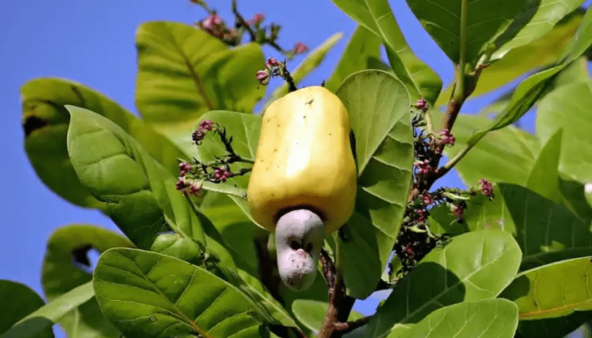 Thumbnail for Cashew nut season begins in Guinea-Bissau, farmers expect strong demand