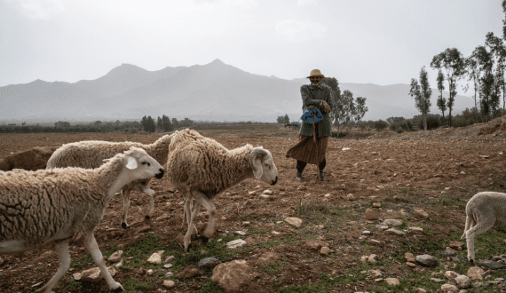 Thumbnail for Morocco suspends sheep sacrifice for Tabaski amid ongoing drought