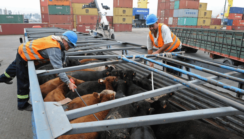 Thumbnail for Israel to import live cattle imports from Uruguay to boost meat industry