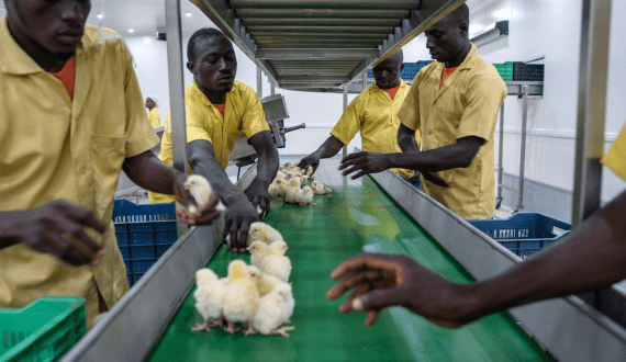 Thumbnail for Nigeria’s largest Noiler hatchery opens in Oyo State, to produce 2.5 million chicks monthly