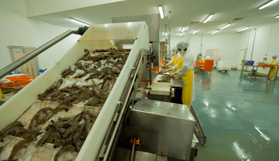 Thumbnail for Madagascar’s shrimp export revenue decline amid production drop, hits US$22.5M