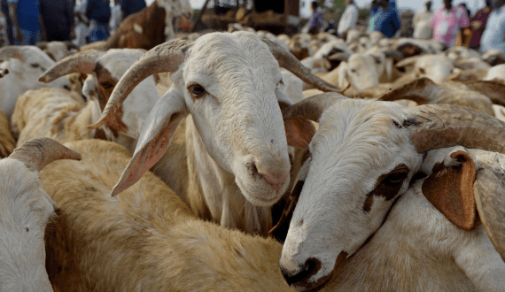 Thumbnail for Morocco enforces ban on female sheep, goat slaughter until 2026 due to meat, livestock crisis