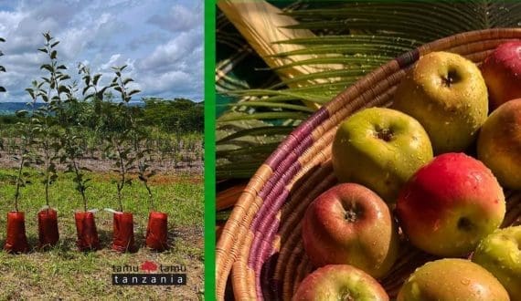 Thumbnail for tamu tamu tanzania expands apple farming with new business case and tree catalogue