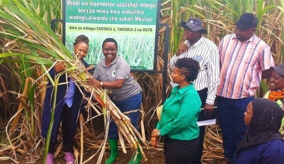 Thumbnail for Tanzania launches project to boost sugar production with high-yielding seed varieties 