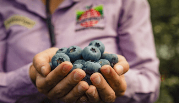 Thumbnail for Hortifrut earns global B Corp Certification