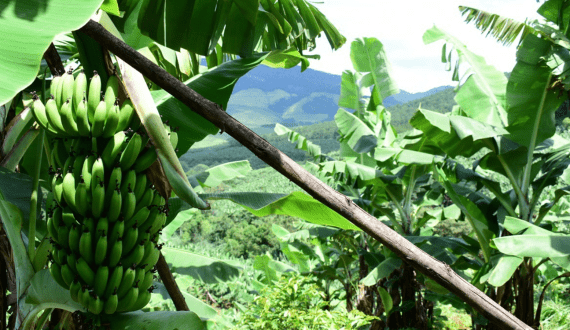 Thumbnail for Tanzania blocks South African apples over banana trade dispute
