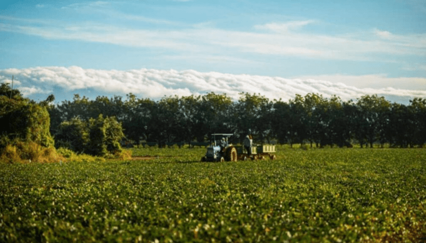 Thumbnail for Fresh Del Monte wins SEAL Business Sustainability Award 2025 for environmental leadership